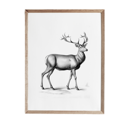 a black and white drawing of a deer