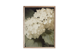 a picture of white flowers in a wooden frame